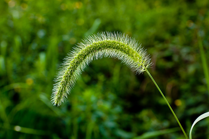 狗尾草