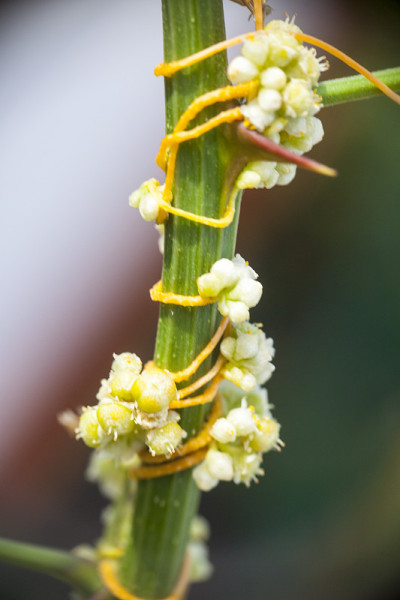 菟丝子(菟丝子属)是一种寄生植物