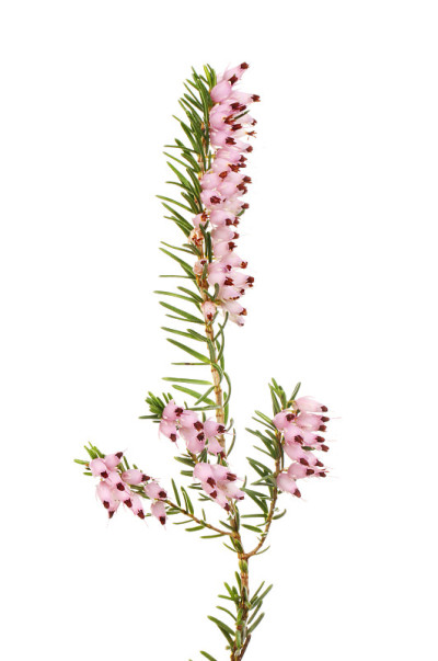 希瑟花朵特写镜头