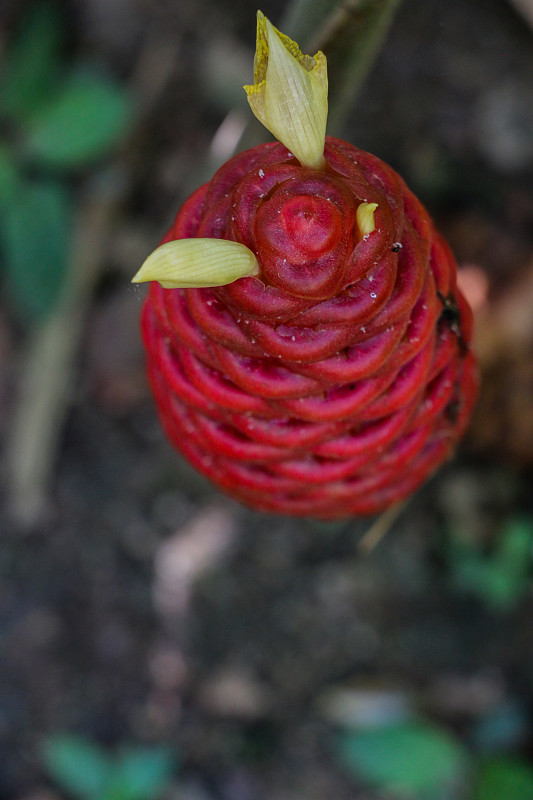 姜布·奥登西·瓦莱顿花园特写