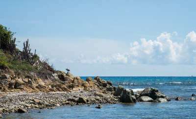 沿海鹈鹕栖息