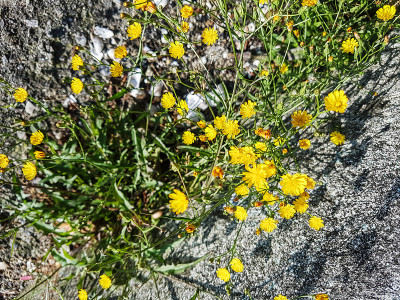 光滑hawksbeard