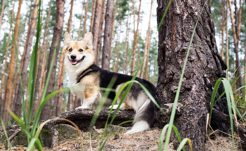 在美丽的森林里散步的威尔士柯基犬。