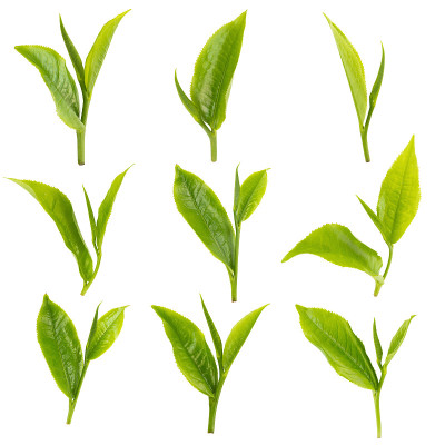 白色背景上孤立的绿茶叶子