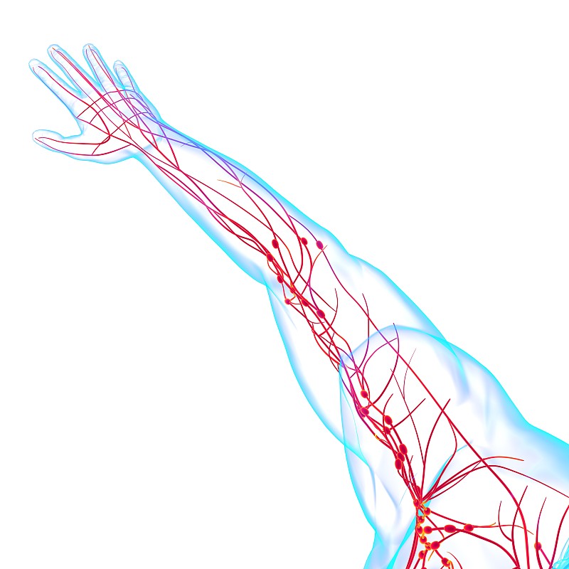 人体淋巴结解剖医学概念三维渲染
