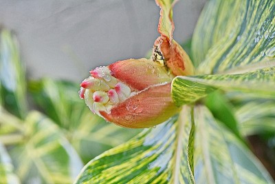 姜壳花
