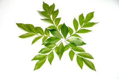 橙色茉莉叶子孤立在白色背景上。(九里香)