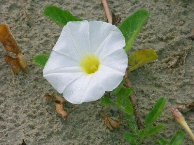 白月花