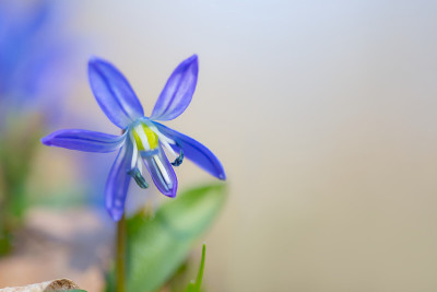 特写独蓝雪花花，春色背景
