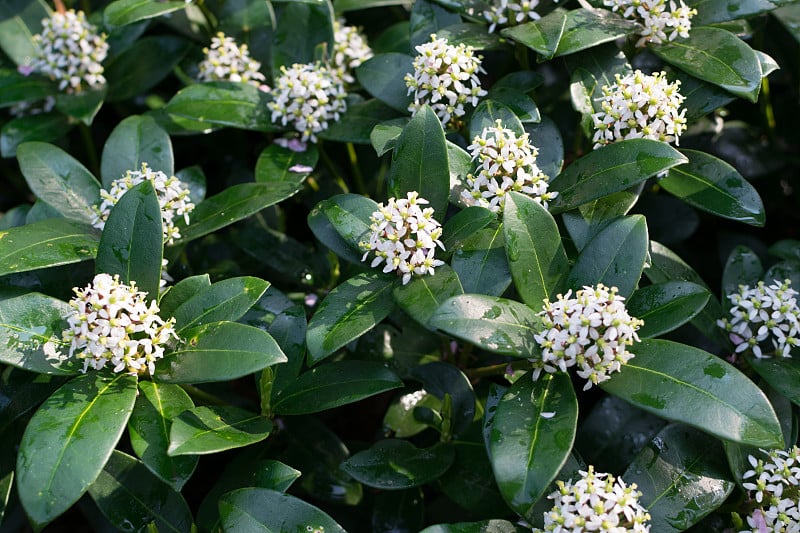 日本小鱼花或日本小鱼花开花植物