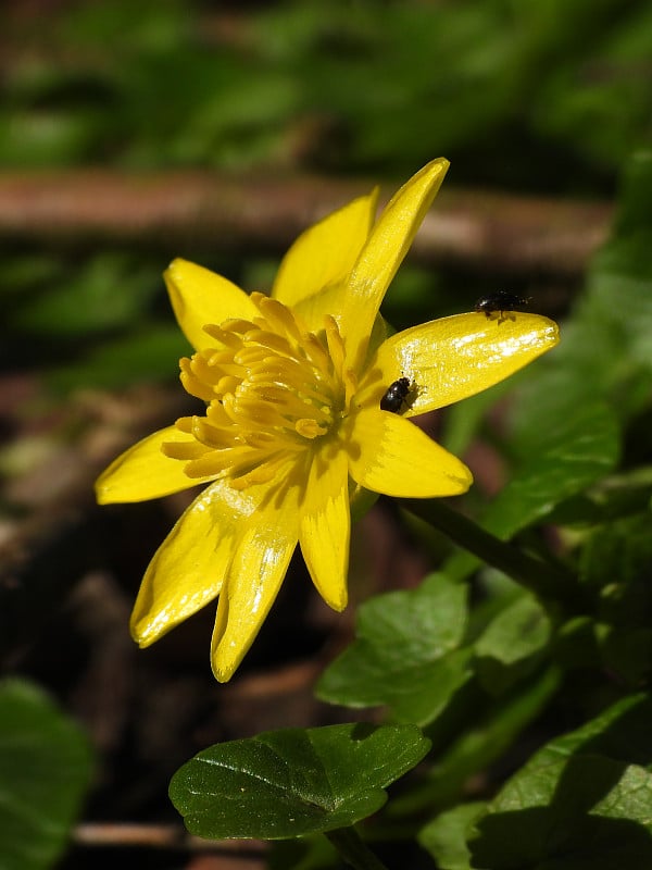 伪舍弃(Ranunculus ficaria) -虚构的舍弃(ficaria verna)