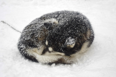 西伯利亚哈士奇蜷缩在雪地里睡着了