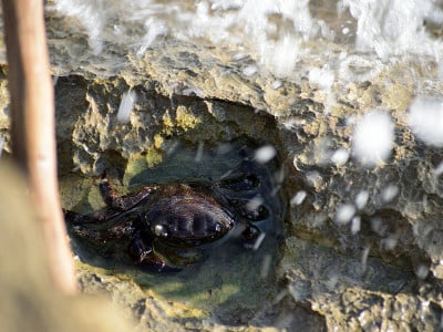 海岸蟹(Pachygrapsus marmoratus)在海岩石上