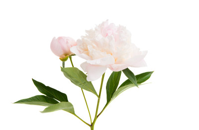 牡丹花朵孤立