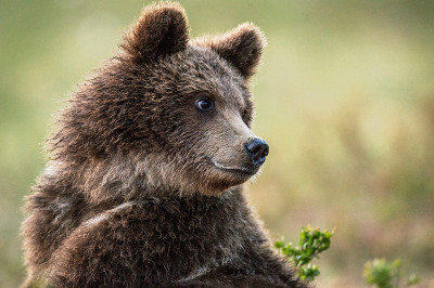 棕熊幼崽的特写肖像。学名:Ursus Arctos。自然栖息地，夏季宜居。