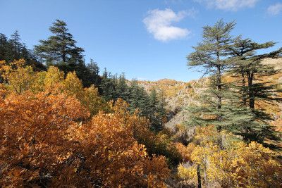 杰克松树