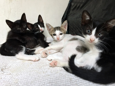 小猫