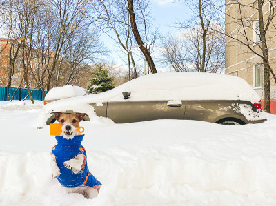 大雪过后，小救援犬带着小铲子准备从雪堆中挖出汽车