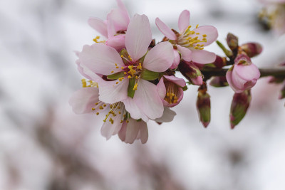 杏仁树开花