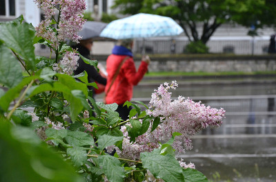 在雨天开花