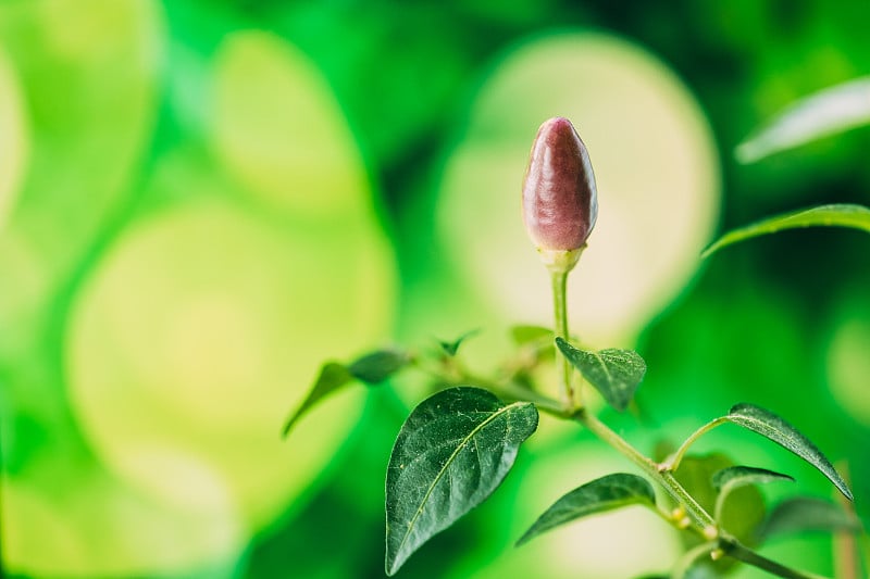 春季在花园床上种植的小型有机辣椒。从土壤中长出绿叶的绿芽。春天，新生命的概念。农业季节