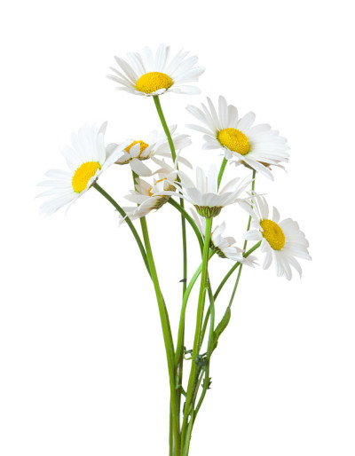 一束孤立在白色背景上的洋甘菊(牛眼雏菊)。