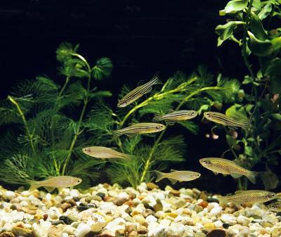水族馆有珍珠鱼，白纹斑胸鱼，豹子斑胸鱼和斑马鱼