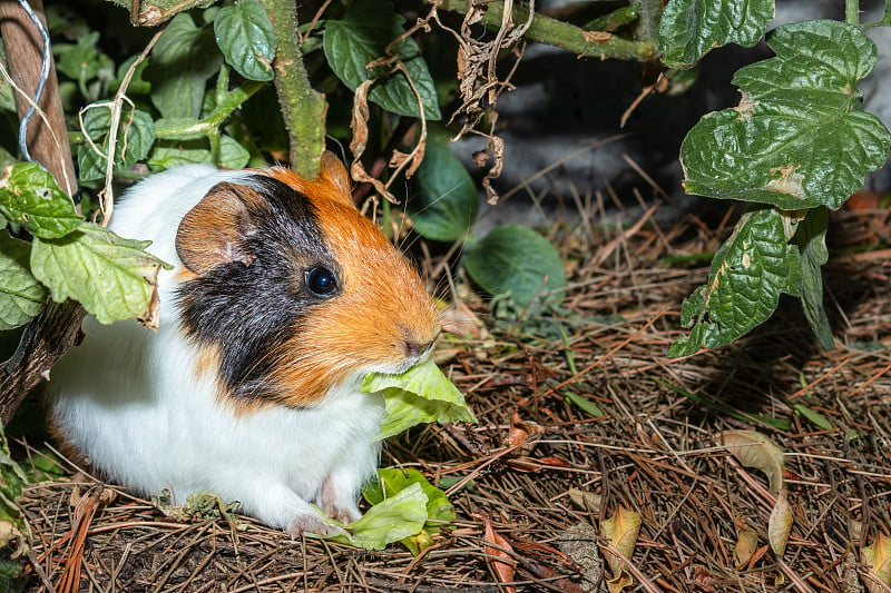 南非开普敦，家养豚鼠(Cavia porcellus)在花园里吃莴苣