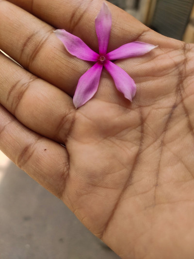 美丽的长春花插在人的手指上，这是爱的象征。