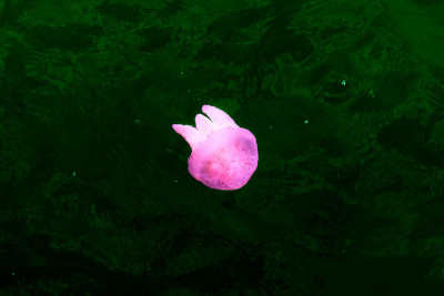 水母