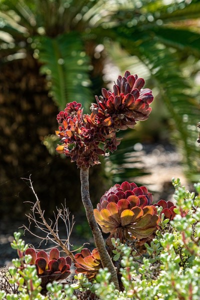 沙漠植物