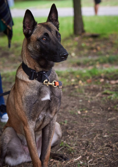 比利时牧羊犬马里诺斯坐着