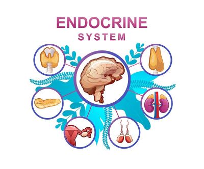 human endocrine system vector illustration