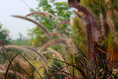 草的花(狼尾草)