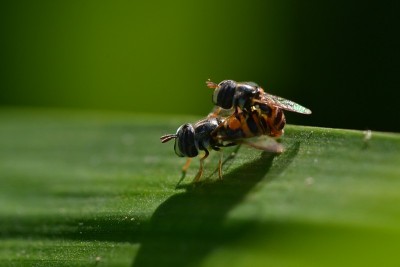 Big head hoverfly