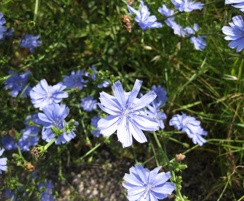 小长春花