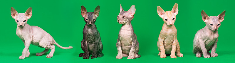 唐sphynx小猫