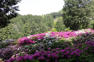 杜鹃花