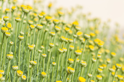 Santolina、薰衣草棉花