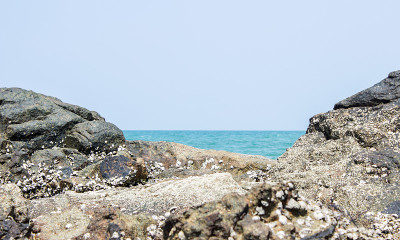 海