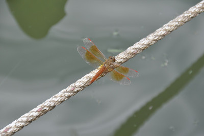火焰撇油器(饱和蜻蜓)