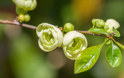 春花系列，木瓜
