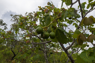 Veadeiros的Chapada dos Veadeiros