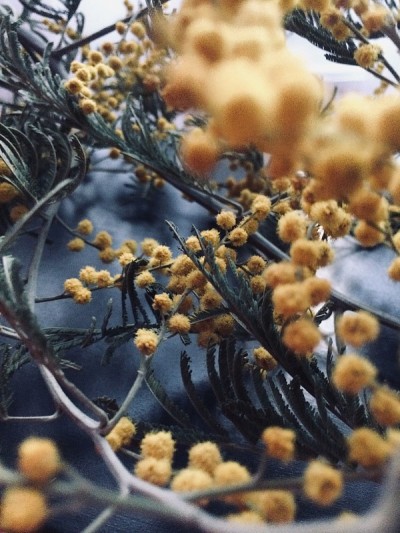 植物标本室，女人，花束和植物