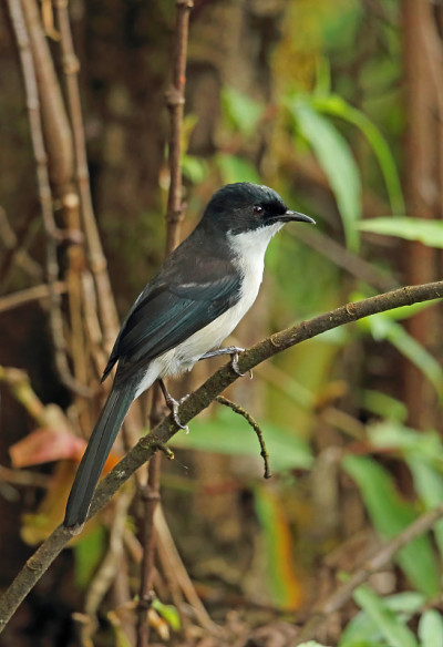 Dark-backed Sibia