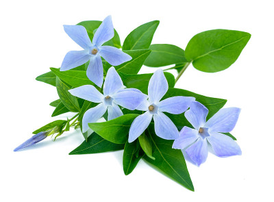 长春花小枝与花