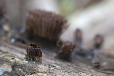 一棵倒下的老树上的黑褐色Stemonitis fusca