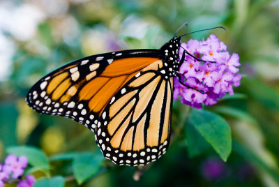 雌性帝王蝶(Danaus plexippus)