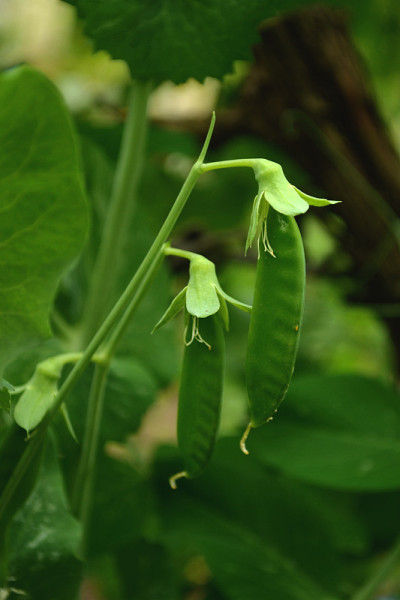 豌豆的豆荚