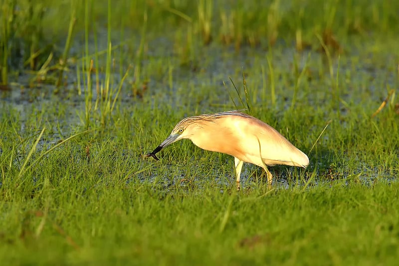 多瑙河三角洲Reed附近的Squacco Heron